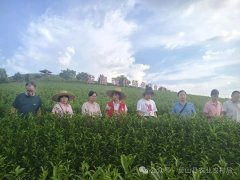 <strong>并环绕茶叶机械化种植、采出产加工等沉</strong>